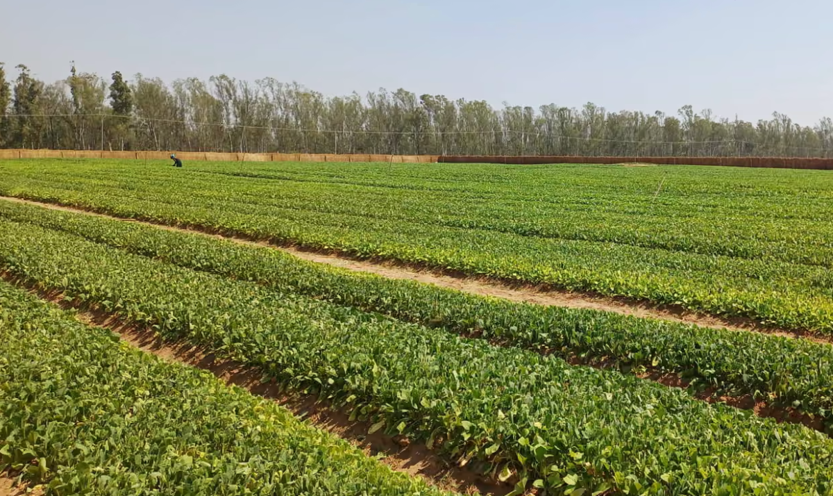 BAT accused of “utter hypocrisy” over efforts to dilute Zambia’s tobacco bill