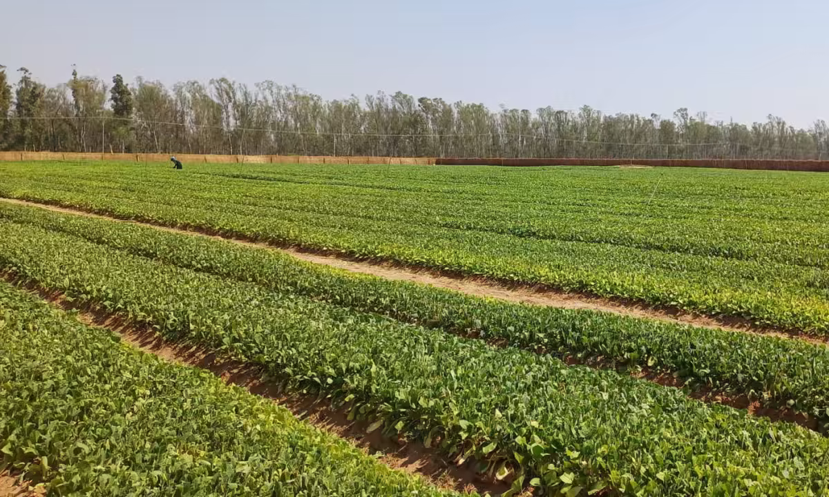 英美烟草被指在赞比亚游说削弱控烟法案,遭批“虚伪至极”