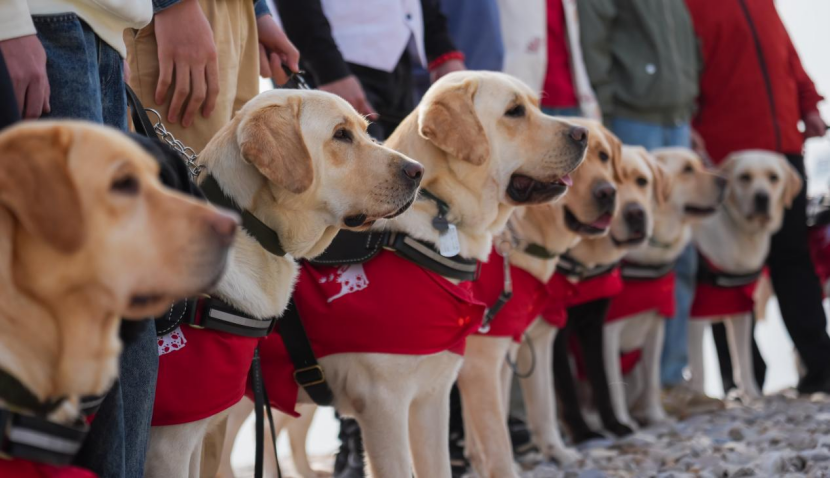 RELX Launches Guide Dog Partner Program in China, Delivers First 10 Trained Dogs